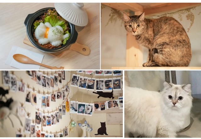 看板猫のあめ（右上）、人気メニューの「猫型ご飯のドライキーマカレー」（左上）、「あおい」はラムキンという珍しい猫種。人見知りのため、今はお店にはこない（田辺さん提供）（右下）、壁にはお客さんからもらったペット写真がびっしり（左下）