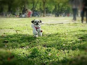 お兄ちゃんの分まで長生きしてね　シーズーの「くぅ太」