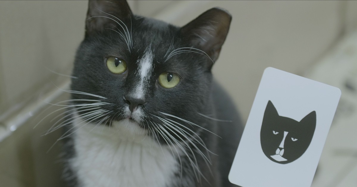 猫の引っ越しから人間模様まで 新年の猫映画初めに映画館で見たいとっておき３選 犬 猫との幸せな暮らしのためのペット情報サイト Sippo