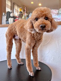 足が長くスレンダーな体型のカイちゃん（画像提供：カイ（あしながトイプー）さん）