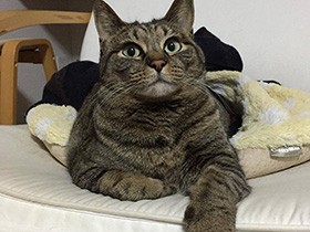 おしゃべりなキジトラ猫「なな」、何か言いたいのかな