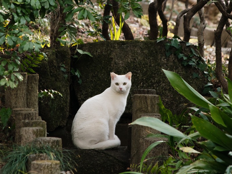「この近所に住んでるの。植物園は私の庭よ」（小林写函撮影）