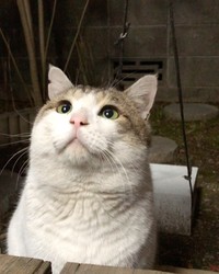 穏やかな表情の猫になった