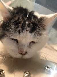 経鼻チューブで栄養を補給