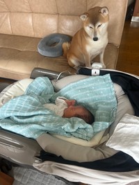 新しい家族に注がれる暖かい視線（提供：柴犬　りんさん）