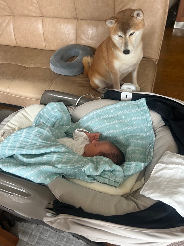 新しい家族に注がれる暖かい視線（提供：柴犬　りんさん）