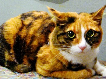 猫のまりちゃん「１日支配人」　大阪のミニシアター