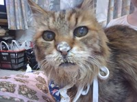 夢中になりすぎで、大好きなクリームが鼻についた日も大切な思い出