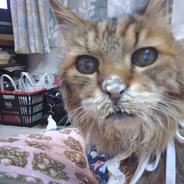 夢中になりすぎで、大好きなクリームが鼻についた日も大切な思い出