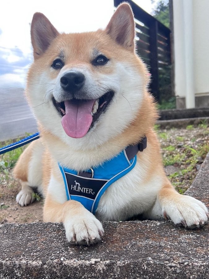 お値段以上？」柴犬の厳しい「ソファ審査」に、ニトリ公式も反応