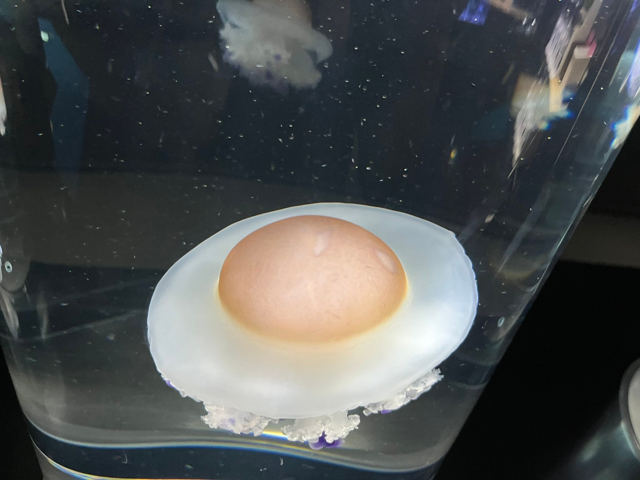 目玉焼きにしか見えないクラゲが話題 「お皿に乗ってたら絶対食べて