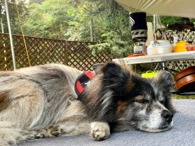 キャンプ場で脱走したシニア犬のベル　計画的に捜索し５日目に保護できた