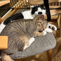 優しいチョビくんと＝chobihigenekoさん提供
