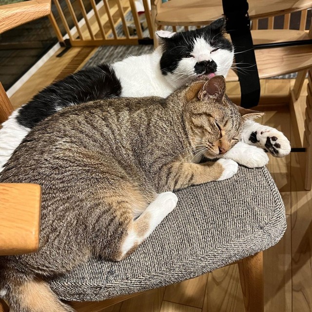 優しいチョビくんと＝chobihigenekoさん提供
