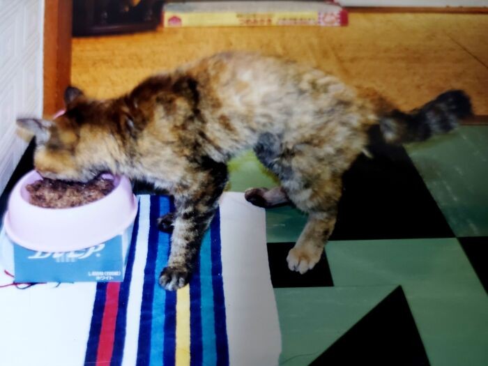 ごはんを食べるタマ（２３歳当時））。元気になった後、会いにいった時の１枚