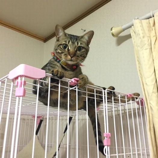 甘い顔立ちのキャンディ