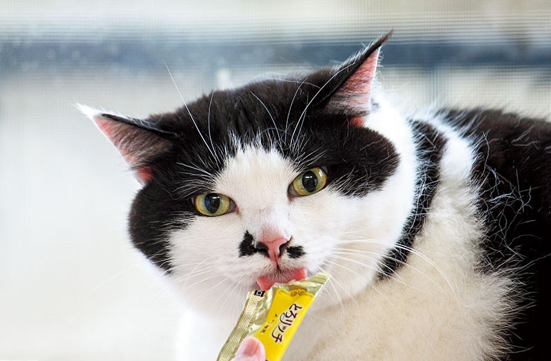 おやつには目がない