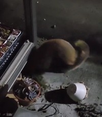 軒下から取っ組み合いながら出てきた2頭。正体は一体…？（提供画像）