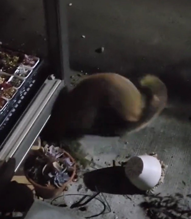 軒下から取っ組み合いながら出てきた2頭。正体は一体…？（提供画像）