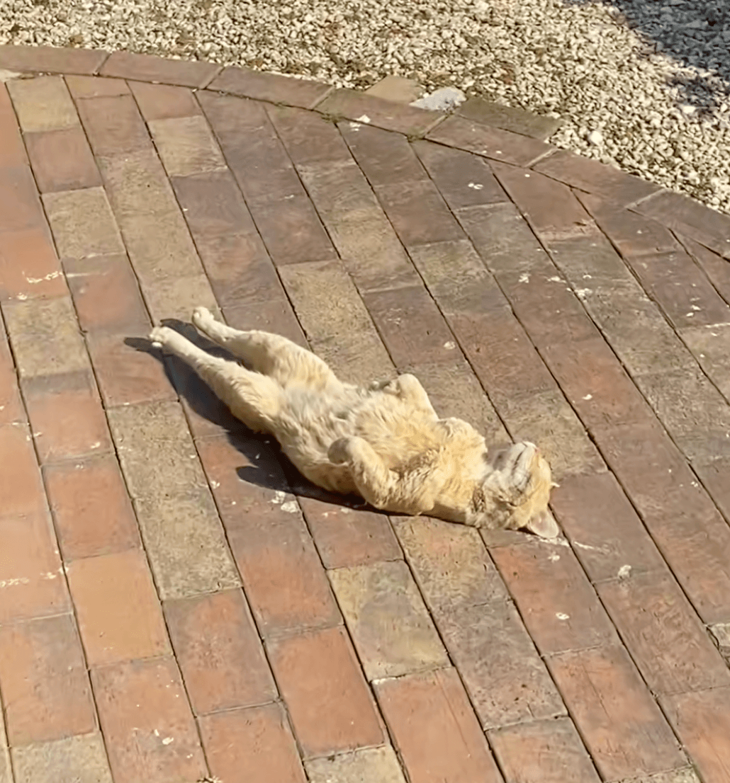 あまりにも無防備なチャタロウくん（提供：@nyan_ploさん）