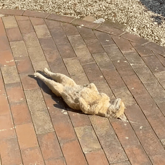 あまりにも無防備なチャタロウくん（提供：@nyan_ploさん）