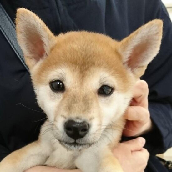 家にきたころの「ちゃこ」