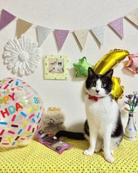 2026年4月11日、4歳を迎えたフジくん（画像提供：ろうそくしっぽのフジさん）