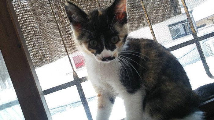 まだ家にあまりなれていない頃