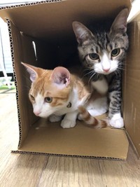 ２匹はまだ生後６ヶ月ほどの子猫。仲良しだけどケンカもするそうです（提供：佐伯夏彦さん）