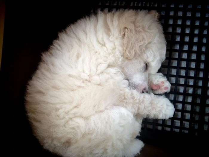 家にきたころの「むった」