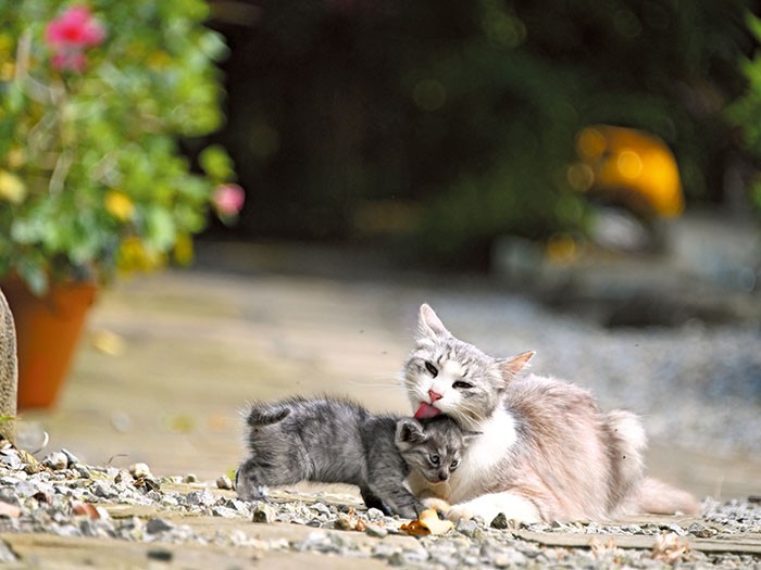 人懐っこいシロちゃんが植物園でくつろぐ
