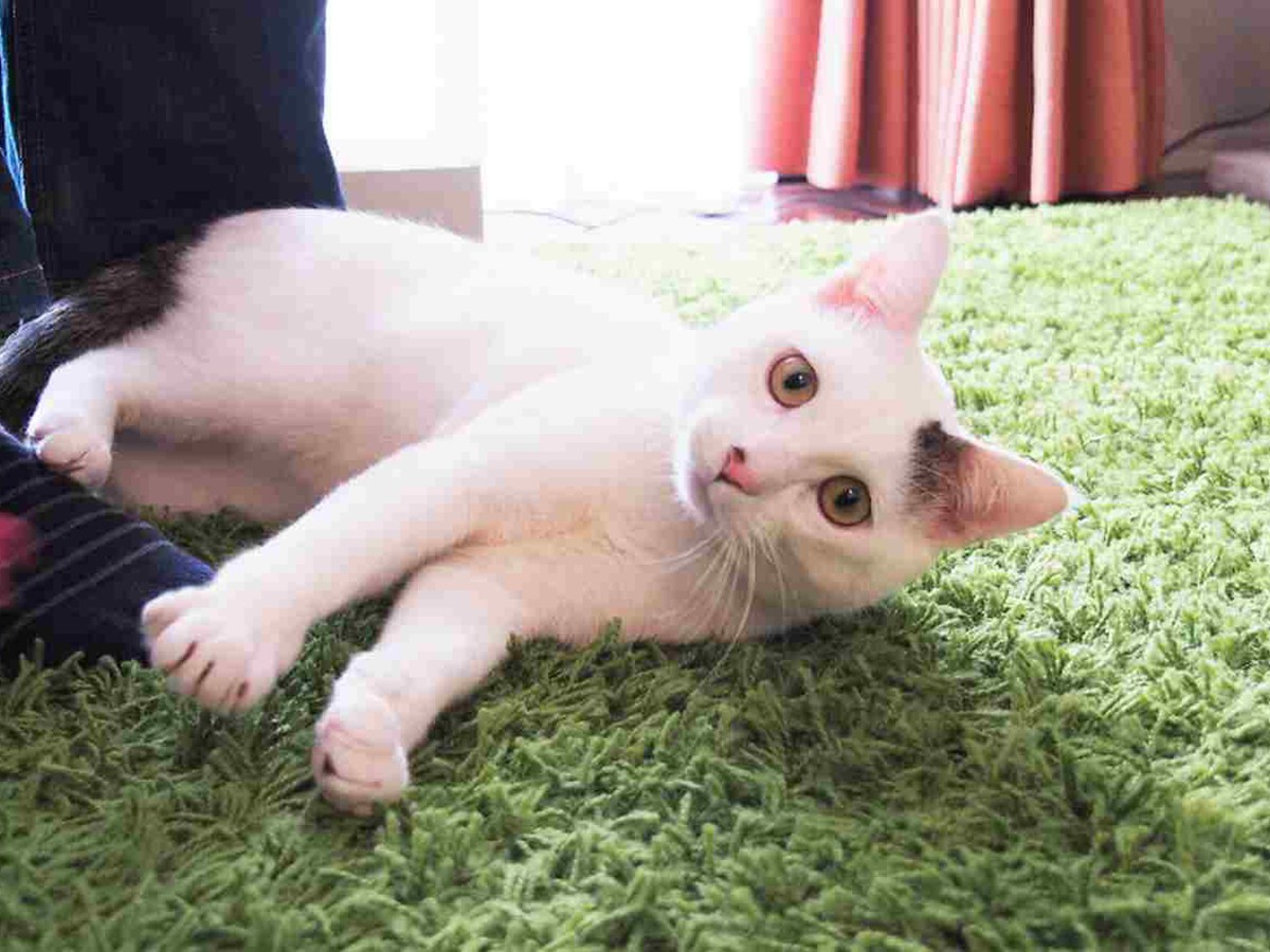 奄美大島からやって来た ノネコ 甘えん坊なふつうの猫だった Sippo シッポ