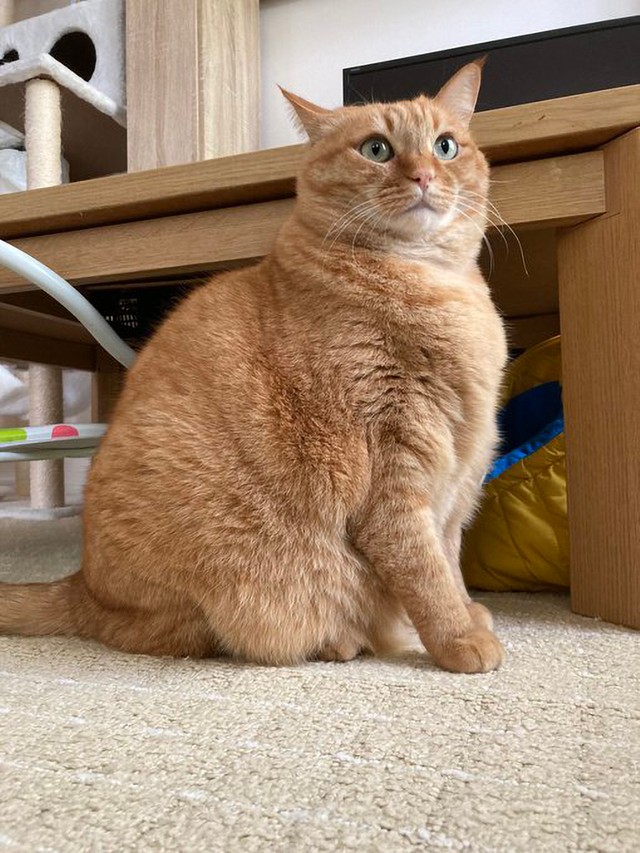 キリッ（画像提供：かぎしっぽすず&つむぎさん）