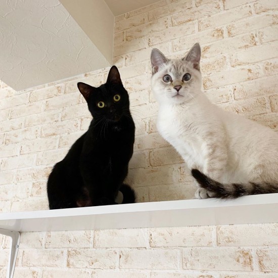 ラキちゃん（右）と新しいキャットウォークに乗って