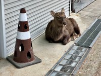 ヨシノさんが以前紹介したカラーコーン。こちらも渋い配色（ヨシノマホさん提供）