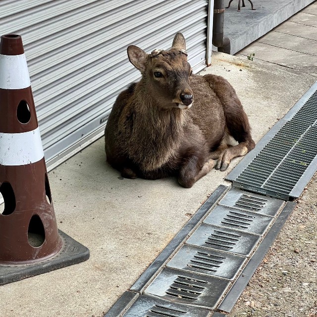 ヨシノさんが以前紹介したカラーコーン。こちらも渋い配色（ヨシノマホさん提供）
