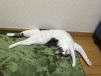 段ボールに入ったままの姿で動物病院に連行されたKちゃん（提供：徳澤泰明さん）