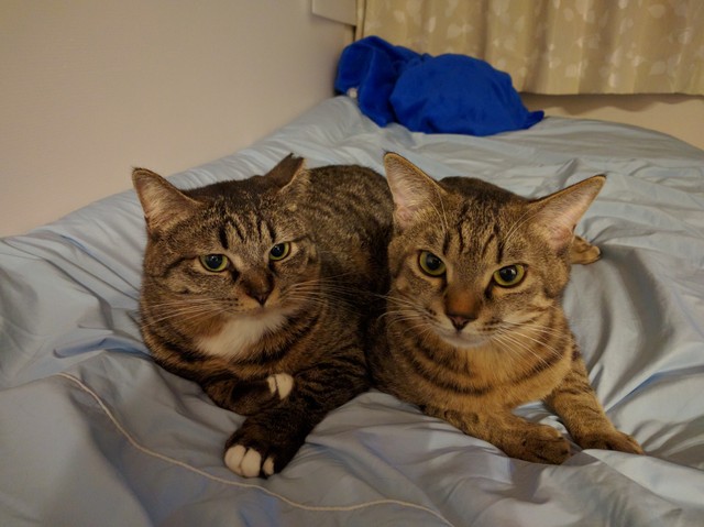 左が福ちゃん、右は後に迎えた金吾くん