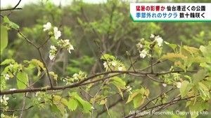 季節外れの桜が咲く　仙台・宮城野区の公園　猛暑の影響か