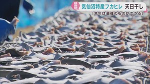 フカヒレの天日干し最盛期　サメの水揚げ日本一の宮城・気仙沼市