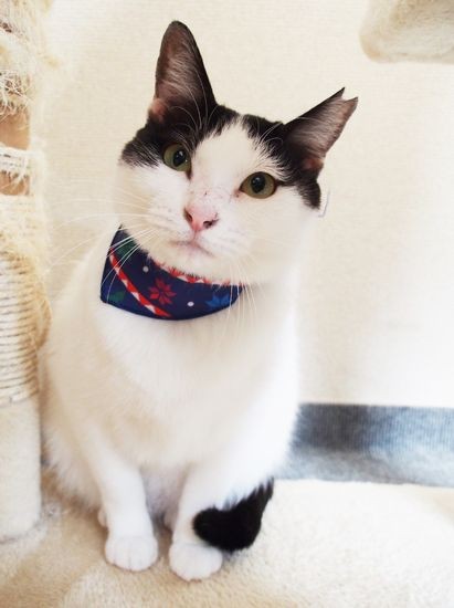 「アタシ、日本美人ってよく言われるの」