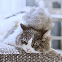 ふわふわの抜け毛がとれたたおくん（画像提供：たおとるねさん）