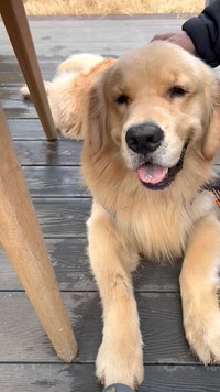 「ワンちゃん触りたいねぇ（チラッ）」←「察して」はやめて！愛犬を触りたいなら飼い主にきちんと声をがけを（動画からキャプチャー／提供：yukkoさん）