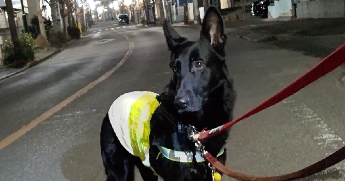 あわや乱闘か!?の事態もなんとか無事に ジャーマン・シェパード