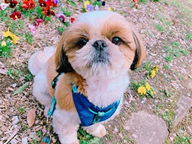 初めてのお友達とも上手にあいさつできるワン　シーズー「ぽぽ」