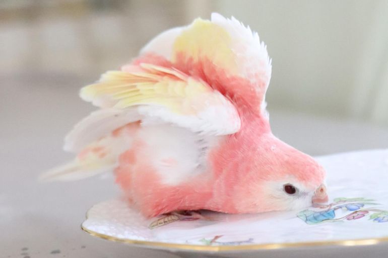 え、本物の鳥…？」バラの中で水浴びする“ピンクのインコ”が3.7万いいね