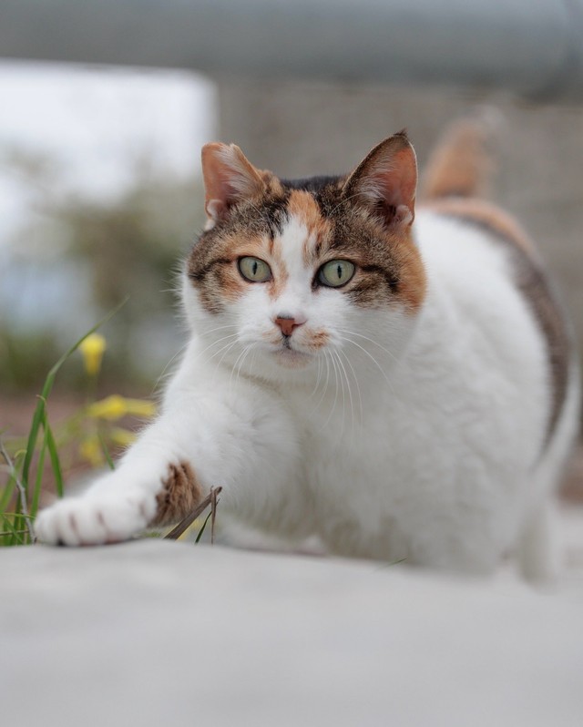 もふもふの毛並み（画像提供：あおいとりさん）