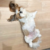 床上でびよーん！ 盛大にくつろぐぽこちゃん（画像提供：ぽこさん）