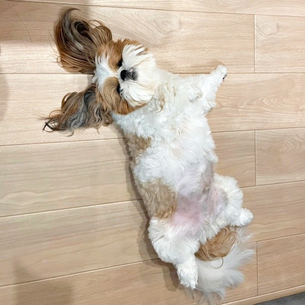 床上でびよーん！ 盛大にくつろぐぽこちゃん（画像提供：ぽこさん）