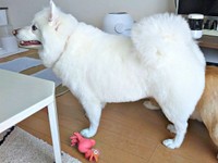 サマーカットしたら、羊のような見た目になったこんちゃん（画像提供：こんぺいとうさん）